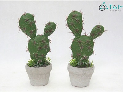 Chậu xương rồng để bàn số 80